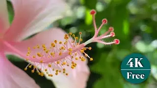 Stunning Hibiscus flowers closeup video - 4K HDR 60fps  [ No copyright ]