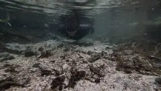 Shallow water diving.