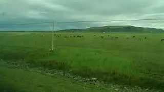 Horses on Chinese grassland, loads, having a big breakfast! 2025/08/13 08:17