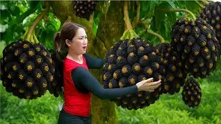 Harvest Mystic Hive Fruit to sell | Rural Life Cooking &ndash; Recipe For Spicy And Sour Ribs.