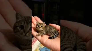 Cute Antics of Mini Cats