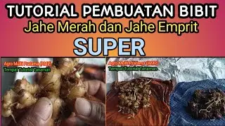 Pembuatan Bibit Jahe Merah dan Jahe Emprit dan Cara penyemaian yang efektif. # 1