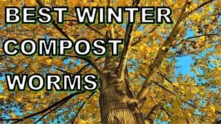 Best Compost Worms to SURVIVE the Winter