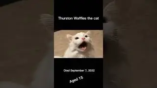 Famous Cat Memes That Died