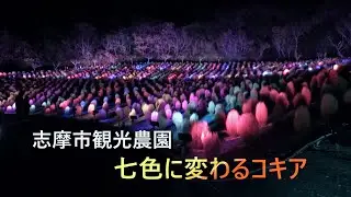 志摩市観光農園　七色に変わるコキア