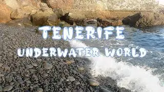 4K Underwater world Tenerife. Diving Atlantic Ocean Tenerife. Relax Video. Spain 4K