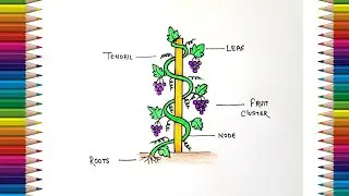 Climber Plant Drawing | How to Draw climber plant easy | Grapevine Drawing