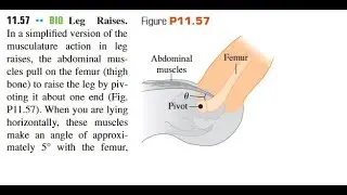 BIO Leg Raises. In a simplified version of the musculature action in leg raises, the abdominal muscl