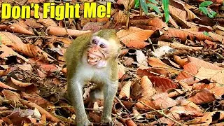 S-adly! Monkey ALba Cried Painful Coz Her Mom Anna Attacked Her While They Were Eating.