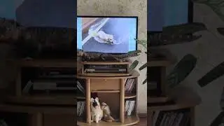 pixie bob cat Dixi 📺👀🐱
