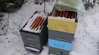 Не прошенный гость на лесном точке