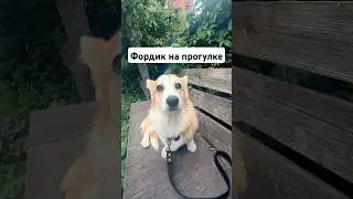 Фордюша на прогулке #корги #вельшкоргипемброк #оксфорд #собака #человексобакедруг #юмор #music