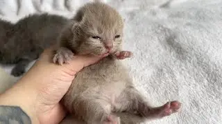 British Shorthair Kittens Open Their Eyes for the First Time! 🐾 | Prada's Babies