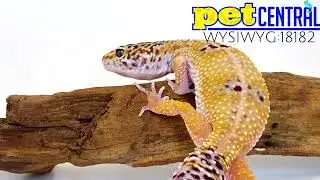 Hypo Leopard Gecko (WYSIWYG 18182)