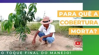 Porque fazer Aplica&ccedil;&atilde;o de Cobertura Morta? | Entenda