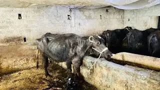 Syed farm taxila daily vlogs day 17