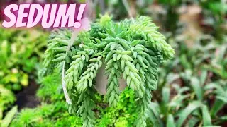 Sedum Morganianum Care Tips || DONKEY TAIL CARE TIPS! ||