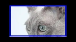 Feline parvovirus - infection, symptoms and treatment