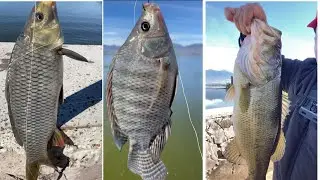 El Mejor Señuelo y carnada multi especies. 