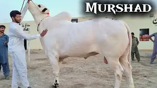 Farrukh Cattle Farm - Most Biggest Collection 2024-2025 - Dangerous Bulls - Fateh Jang Bulls 2024