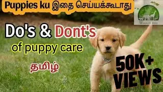 Do's and Dont's of Puppy Care tamil | Tips for puppy care | Puppy videos | puppy tips for beginners