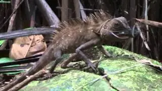 Lizard (Monocephalus bornensis) eating fly: Gaya Island, Sabah, Borneo 2013