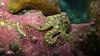 Friendly 🐙Octopus Takes a Walk  #octopus #catalina #scubadiving #ocean #underwater #nature #fish