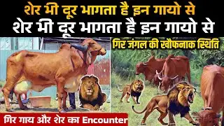 शेर से भिड़ जाती है Gir गाय 👉 गिर जंगल की अनोखी कहानियाँ🙏