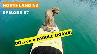 Dog on a Paddle Board | Opito Bay Kerikeri Bay of Islands New Zealand