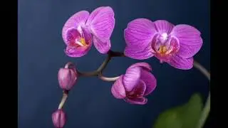 July 2021 Meditation