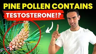 You Won't Believe How Pine Pollen Impacts Testosterone Levels