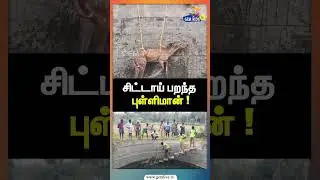 விட்டால்  போதும் ! சிட்டாய் பறந்த புள்ளிமான் !