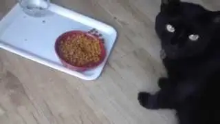 The Finicky Cat