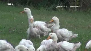 Daunen ohne Tierleid SWR nat&uuml;rlich!