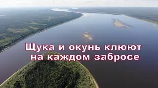 Щука и окунь клюют на каждом забросе