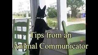 Telepathic Communication with Animals and clearing blocks