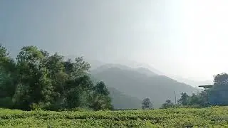 Tea plantations | Tea harvester hotel | Munnar 