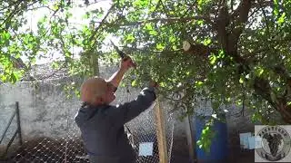1330 )  -  CONTINUAÇÃO DA PODA DA ACEROLA   –  5° PARTE – PIRACICABA – S.P.