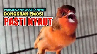 KENARI GACOR PANJANG Rol Rapat Emosi ini AMPUH utk Pancingan Kenari Paud | Masteran Murai Batu