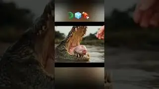 Crocodile Crunches Frozen Meat ASMR #Shorts #ASMR #Crocodile #Crunchy #FrozenMeat #AnimalASMR