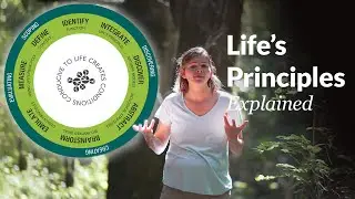 The Biomimicry Life's Principles: The Ways Nature Designs for Success | Biomimicry Explained