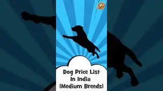 Dog Price List In India For Medium Dogs (Part 3)