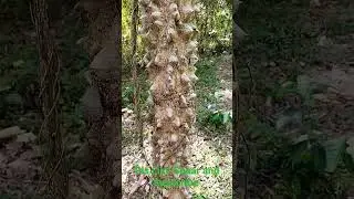 Semal Tree#shorts#viral#ytshorts