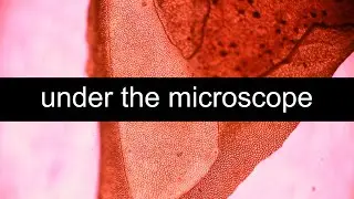 Fruits and vegetables under the MICROSCOPE // invisible world