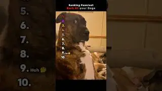 Ranking Bark At your Dogs moment