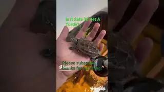 Is It Safe To Pet A Turtle? #aquaticanimals #turtle #babyturtle #turtles #animal