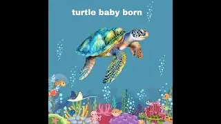 turtle baby born