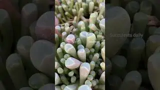 Baby toes succulents mini import yg masih langka #succulent #best #plant #shopeehaul #senda #fyp
