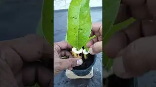 How to grow mango tree from mango leaves #shortvideo #plants #garden #viral #trending