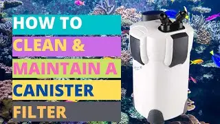 How to clean and maintain a canister filter [2020]
